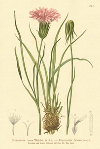 عشب الأفاعي الأرجواني (Scorzonera rosea، Scorzonera purpurea subsp. rosea) بواسطة المدرسة الألمانية