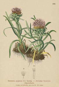 Pygmy Saussurea (Saussurea pygmaea) بواسطة المدرسة الألمانية