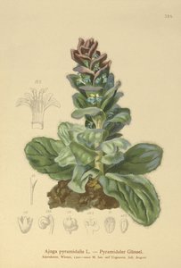 هرم هرمي (Ajuga pyramidalis) بواسطة المدرسة الألمانية