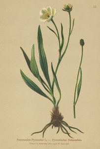 Pyrenean Crowfoot (Ranunculus Pyrenaeus) بواسطة المدرسة الألمانية