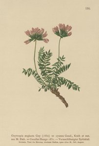 Pyrenean Milk Vetch (Oxytropis تجاهل ، Oxytropis الأزرق الداكن ، Oxytropis Gaume ، Oxytropis Albans ، Oxytropis Caucasian ، Oxytropis pyrenaica ، Astragalus pyrenaicum) بواسطة المدرسة الألمانية