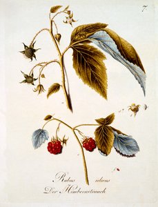 التوت ، رسم توضيحي من كتاب الزهور البرية الألمانية بقلم يوهان دانيال فون ريتر ، تم نشره في 1803-5