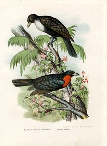 الثمار الحمراء تكدرت ، 1864 بواسطة المدرسة الألمانية