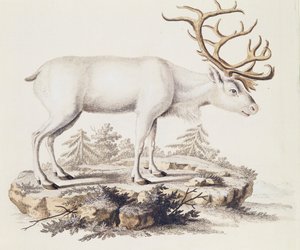 Reindeer (Cervus tarandus), from Mammals illustrated from Nature with descriptions, by Johann Christian Daniel von Schreber (1739-1810), engraving by I Nufsbiegel, volume 5, table 248-C, Germany بواسطة المدرسة الألمانية