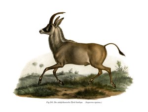 روان الظباء ، 1860 بواسطة المدرسة الألمانية