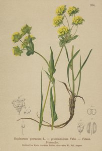 Rock Hares Ear (Bupleurum petraeum ، Bupleurum graminifolium) بواسطة المدرسة الألمانية