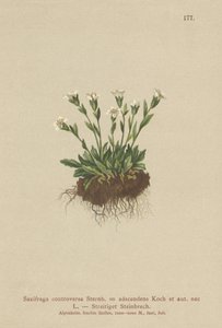 Rock Saxifrage (Saxifraga controversa ، Saxifraga Adscendens) بواسطة المدرسة الألمانية