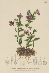 Rock Speedwell (Veronica saxatilis) بواسطة المدرسة الألمانية