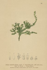 Rock Stitchwort (Alsine rupestris ، Alsine lanceolata ، Minuartia rupestris) بواسطة المدرسة الألمانية