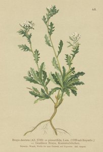 Rockcress (Braya dentata ، Braya pinnatifida ، Murbeckiella pinnatifida ، Arabette pennatifide ، Grass Jackdaw pennatifida) بواسطة المدرسة الألمانية