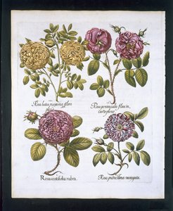 الورد ، لوحة 95 من Hortus Eystettensisby Basil Besler (1561-1629) حانة. 1613 (نقش يدوي) بواسطة المدرسة الألمانية