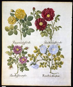 الورد ، لوحة 96 من Hortus Eystettemsis بواسطة Basil Besler (1561-1629) حانة في 1613 (نقش ملون باليد) بواسطة المدرسة الألمانية