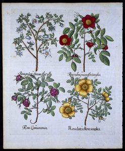 الورد ، لوحة 98 من Hortus Eystettensisby Basil Besler (1561-1629) حانة. 1613 (نقش يدوي) بواسطة المدرسة الألمانية