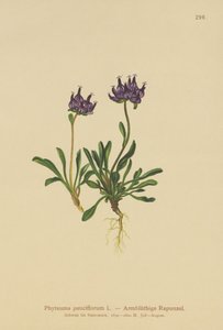 Rampion ذو الرأس المستدير (Phyteuma pauciflorum ، Rapunculus pauciflorus ، Phyteuma globulariifolium) بواسطة المدرسة الألمانية