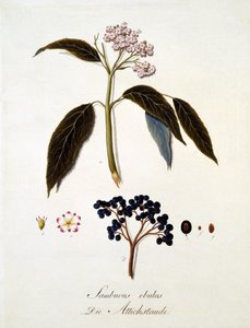 Sambucus Ebulus ، من "عمل شامل على جميع أنواع الخشب" بقلم يوهان دانيال فون ريتر ، نشر 1803-05 (نقش ملون) بواسطة المدرسة الألمانية
