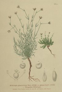 Sandwort (Moehringia glaucovirens ، Möhringia glaucovirens ، Möhringia glauca ، Moehringia glauca ، Arenaria glaucovirens) بواسطة المدرسة الألمانية