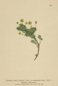 Saxifraga (Saxifraga aphylla ، Saxifraga stenopetala) بواسطة المدرسة الألمانية