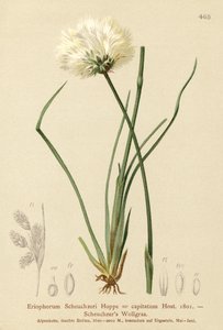 Scheuchzers عشب القطن (Eriophorum Scheuchzeri ، Eriophorum capitatum) بواسطة المدرسة الألمانية
