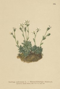 Scree Saxifrage (Saxifraga androsacea) بواسطة المدرسة الألمانية
