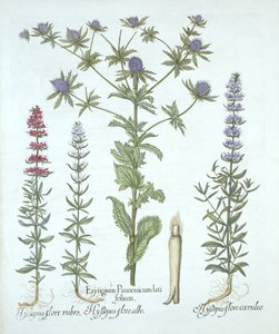 بحر هولي وثلاثة أنواع من الزوفا ، من Hortus Eystettensis ، بقلم باسل بيسلر (1561-1629) ، حانة. 1613 (نقش يدوي) بواسطة المدرسة الألمانية