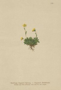 Seguieris Saxifrage (Saxifraga Seguieri) بواسطة المدرسة الألمانية