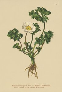 Seguiers Crowfoot (Ranunculus Seguieri) بواسطة المدرسة الألمانية