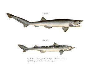 Sharpnose Sevengill Shark (لون ليثو) بواسطة المدرسة الألمانية