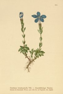 الجنطيانا قصير الأوراق (Gentian brachyphylla) بواسطة المدرسة الألمانية