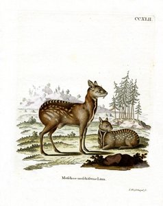 Siberian Musk Deer (coloured engraving) بواسطة المدرسة الألمانية