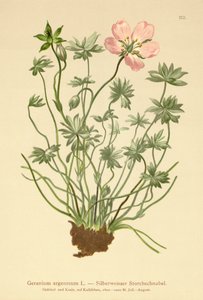 بيل سيلفر كرينز (Geranium argenteum) بواسطة المدرسة الألمانية