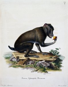 Simia sphingiola, from Mammals illustrated from Nature with descriptions, by Johann Christian Daniel von Schreber (1739-1810), engraving by IC Bock, Germany بواسطة المدرسة الألمانية
