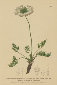لوفاج جبال الألب الصغيرة (Pachypleurum mutellinoides ، Pachypleurum simple Pachypleurum alpmum ، Pachypleurum simple ، Neogaya simple ، Gaya simple ، simple Lovage) بواسطة المدرسة الألمانية