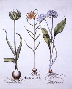 رأس فطائر الثعابين ، الثوم البري والخزامى ، من Hortus Eystettensis ، بقلم Basil Besler (1561-1629) ، حانة. 1613 (نقش يدوي) بواسطة المدرسة الألمانية