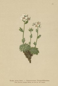 بياض الثلج الأبيض (Draba nivea) بواسطة المدرسة الألمانية