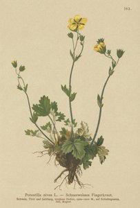 Snow Cinquefoil (Potentilla nivea) بواسطة المدرسة الألمانية
