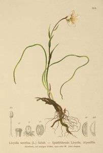 سنودون ليلي (Lloydia serotina ، Gagea serotina ، Lloydia alpina ، Lloydia striata) بواسطة المدرسة الألمانية