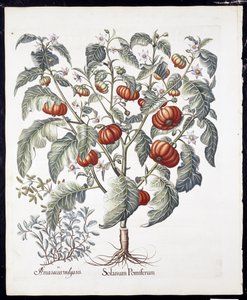 Solanum Pomiferum من Hortus Eystettensis by Basil Besler (1561-1629) Pub 1613 (نقش ملون باليد) بواسطة المدرسة الألمانية