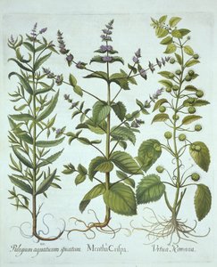 النعناع ، الرومان نبات القراص والخيول طويلة الأوراق ، من Hortus Eystettensis ، بقلم Basil Besler (1561-1629) ، حانة. 1613 (نقش يدوي) بواسطة المدرسة الألمانية