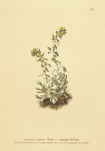 الشيح المسنن (Artemisia spicata ، Artemisia bocconei ، Artemisia genipi) بواسطة المدرسة الألمانية
