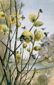 Spring in the Insect World ، لوحة من Brehms Tierleben: Allgemeine Kunde des Tierreichs ، المجلد 9 ، ص 216 ، نشره معهد Bibliographisches Institute ، 1892 بواسطة المدرسة الألمانية