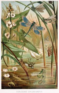 مراحل تطور Damselfly ، من Brehms Tierleben ، حانة. 1860 ليثوغراف ملون ، 1860. بواسطة المدرسة الألمانية