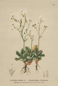 Starry Saxifrage (Saxifraga stellaris) بواسطة المدرسة الألمانية
