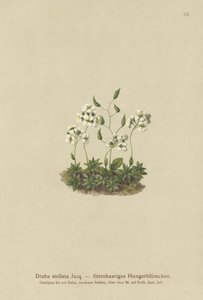 عشب ويتلو عجيب (Draba stellata) بواسطة المدرسة الألمانية