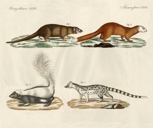 Strange mammals (coloured engraving) بواسطة المدرسة الألمانية