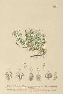Bedstraw السويسري (Galium Helveticum Rubia rupicolum ، Rubia megalospermum) بواسطة المدرسة الألمانية