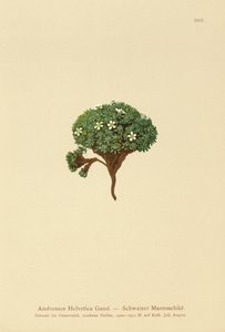 الياسمين الصخري السويسري (Androsace Helvetica) بواسطة المدرسة الألمانية
