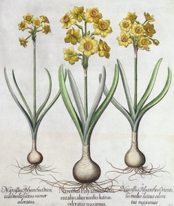 تازيتا نارسيسي ، من Hortus Eystettensis بقلم باسل بيسلر (1561-1629) ، حانة. 1613 (نقش يدوي) بواسطة المدرسة الألمانية