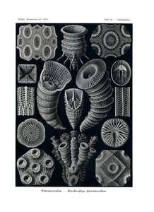 Tetracoralla ، 1899-1904 بواسطة المدرسة الألمانية