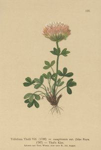 ثالس كلوفر (Trifolium Thalii ، Trifolium caespitosum) بواسطة المدرسة الألمانية