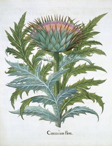 الكاردون ، من Hortus Eystettensis بقلم باسل بيسلر (1561-1629) ، حانة. 1613 (نقش يدوي) بواسطة المدرسة الألمانية